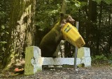 Niedźwiedź szuka pożywienia w koszu na odpadki. Groźne drapieżniki  