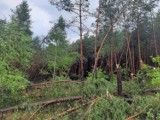 Do tych lasów nie wejdziesz! Nadleśnictwo Syców wydało zakaz