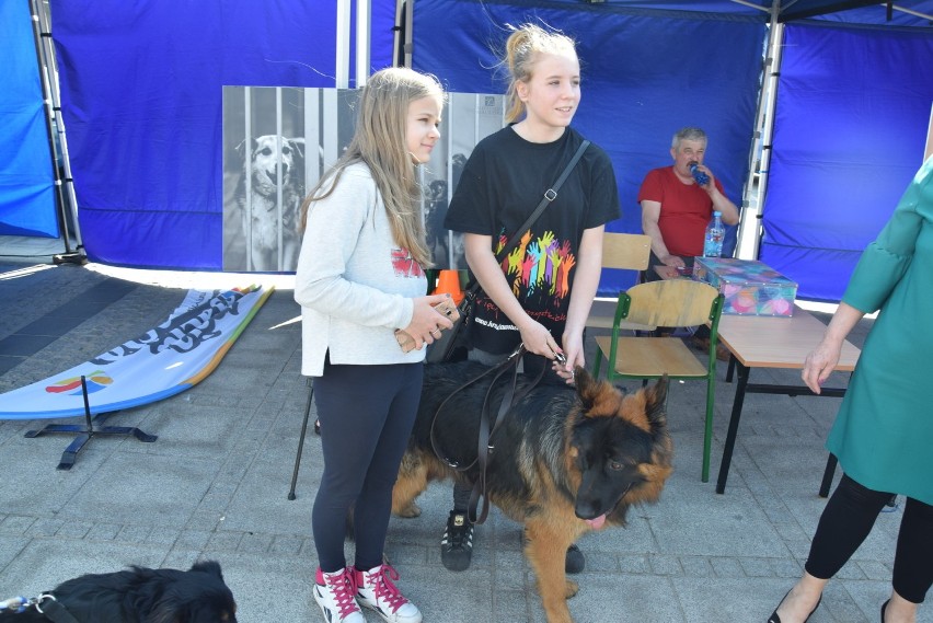 Częstochowa: "Podaj łapę", na Placu Biegańskiego trwa impreza na rzecz schroniska dla bezdomnych zwierząt [ZDJĘCIA]