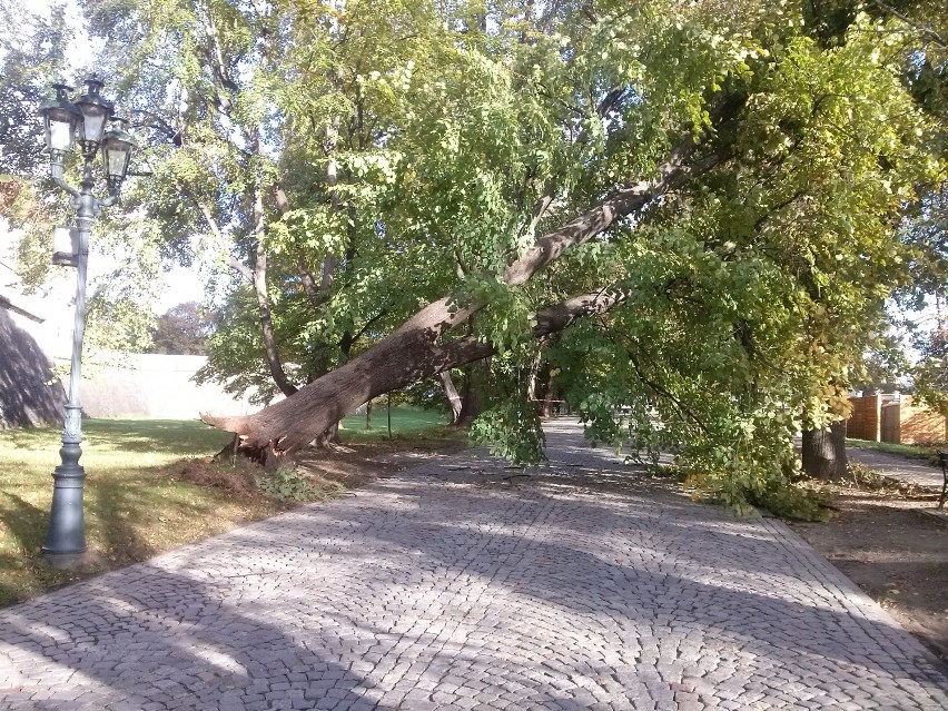 Orkan Ksawery przeszedł przez Rzeszów. Wyrwane drzewo przy zamku