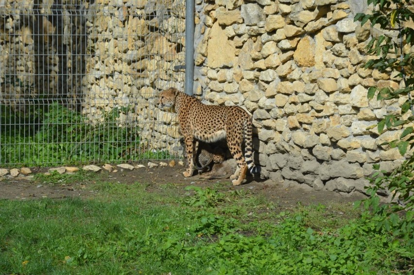 24.09.2018 opole zoo ogrod zoologiczny gepard male gepardy...