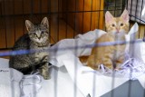 Polscy naukowcy znaleźli przyczynę pomoru kotów? Jednym z problemów jest pokarm