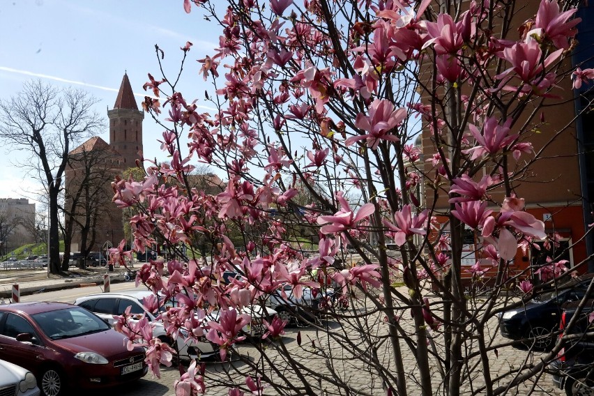 Właśnie kwitną magnolie w Legnicy, największe rosną na skwerze Orląt Lwowskich, zobaczcie zdjęcia