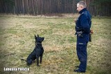 Czy Izi nadaje się do pracy w policji? Psiego funkcjonariusza czeka ważny egzamin