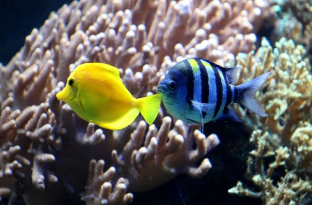 W Oceanarium będzie można zobaczyć egzotyczne gatunki ryb