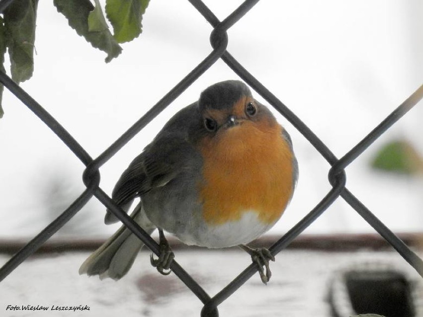 Ptaki na Mierzei Wiślanej: Co widzą birdwatcherzy obserwując życie ptaków? To prawdziwy spektakl, pełen mądrości i potęgi natury