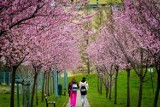 Wałbrzych: Alejka kwitnących wiśni na Podzamczu (ZDJĘCIA)