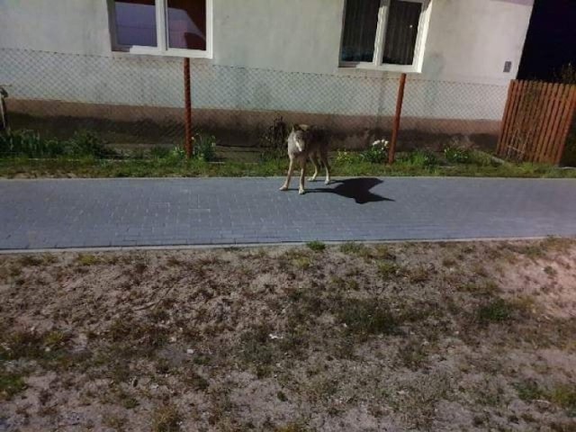 Wilk uchwycony na zdjęciu, przechadzający się przez Chlebowo (gmina Gubin).