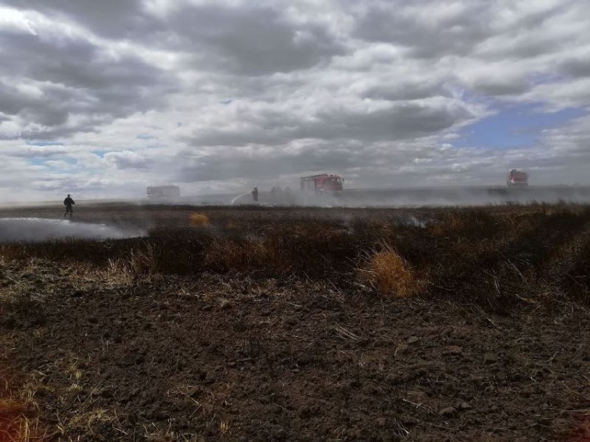 Gmina Kaźmierz. Spaliło się 15 hektarów zboża na pniu