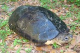 W gdańskim Zoo wykluła się orlicja, zagrożony gatunek żółwia! Jak wygląda?