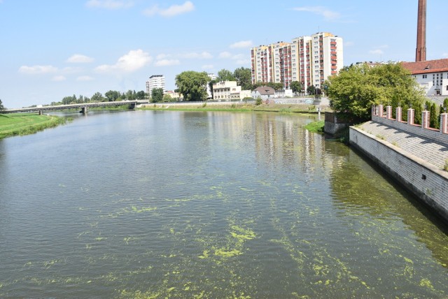 W Odrze, m.in. w Opolu, pojawiły się zielenice, natomiast w Kanale Gliwickim zwiększyła się ilość złotych alg w litrze wody. Jest plan jak walczyć z tymi zjawiskami.