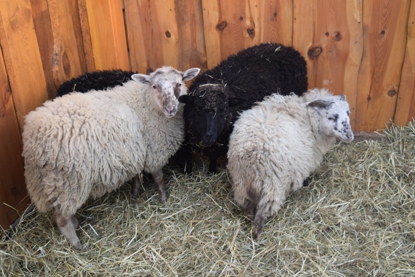 W szopce na Rynku pojawiły się żywe owieczki 