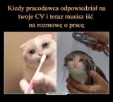 Śmieszne MEMY o kotkach, kitkach i kotełach