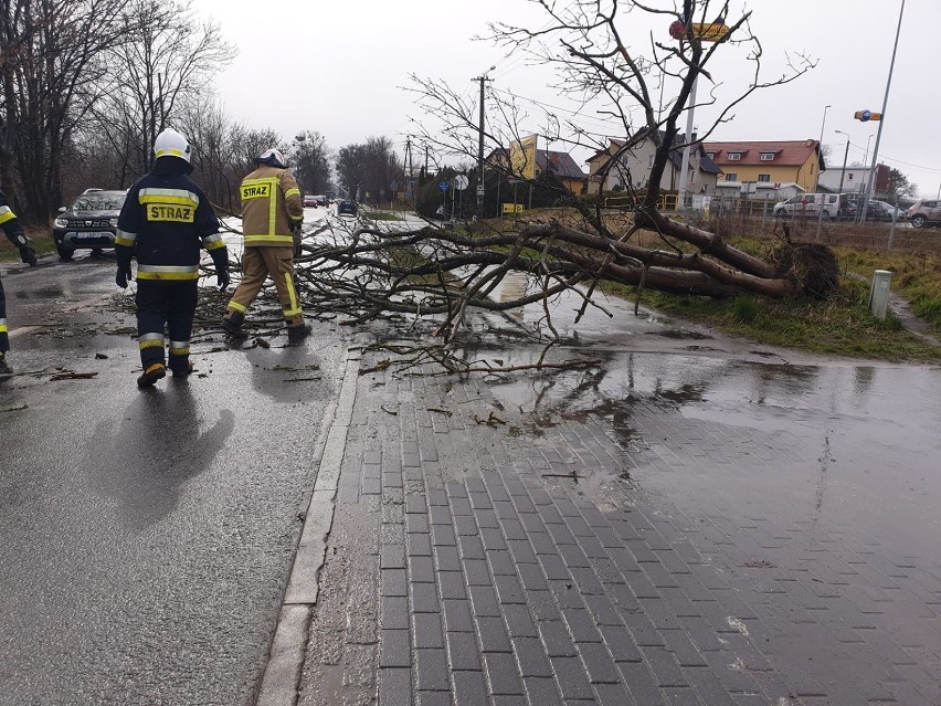 Silny wiatr. Strażacy interweniowali przy powalonych drzewach i słupie