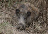 Ponad 1000 dzików do odstrzału. Sprawdzamy jak wygląda sytuacja z ASF w powiecie krośnieńskim i na pograniczu