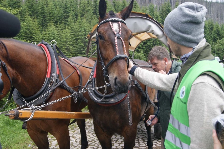 Tatry: Rozpoczęły się badania koni z Morskiego Oka [ZDJĘCIA, WIDEO]