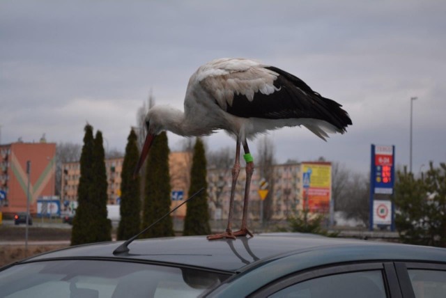 Bociany potrafią być bardzo towarzyskie.... ten lubi motoryzację, spacer na parkingu koło szczecineckiego Tesco