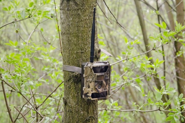 Fotopułapki pojawiły się m.in. w lasach i przy drogach gminy Wąpielsk