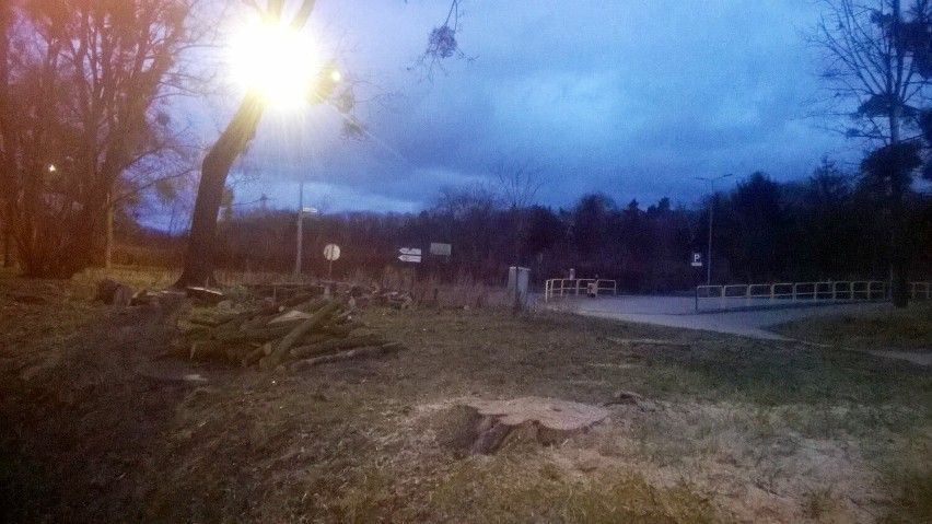 Wycinka drzew przy ul. Parkowej w Malborku