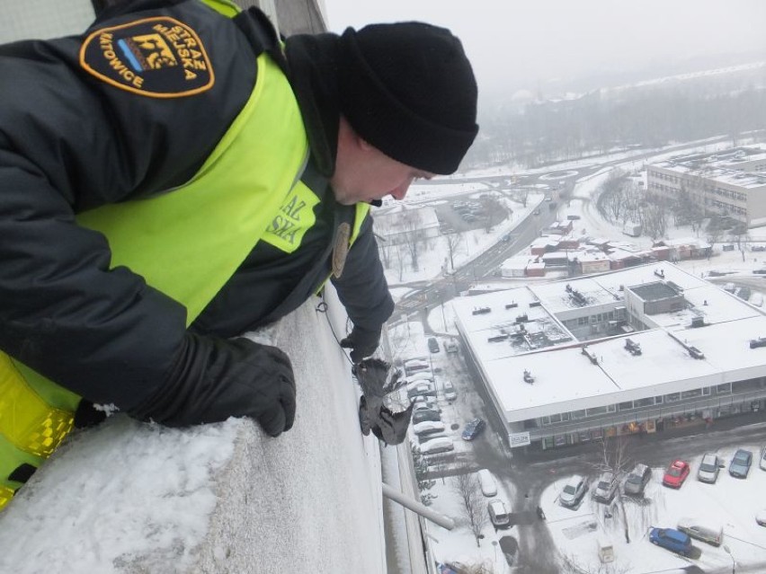 Strażnicy miejscy uratowali gołębia