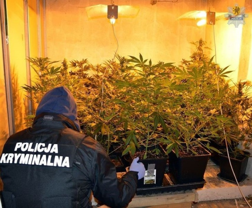 Policjanci z Malborka zlikwidowali "plantację" marihuany [ZDJĘCIA, WIDEO]