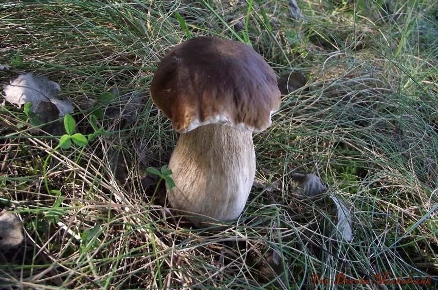 Niszczenie grzybów i grzybni w lesie - mandat do 200 zł