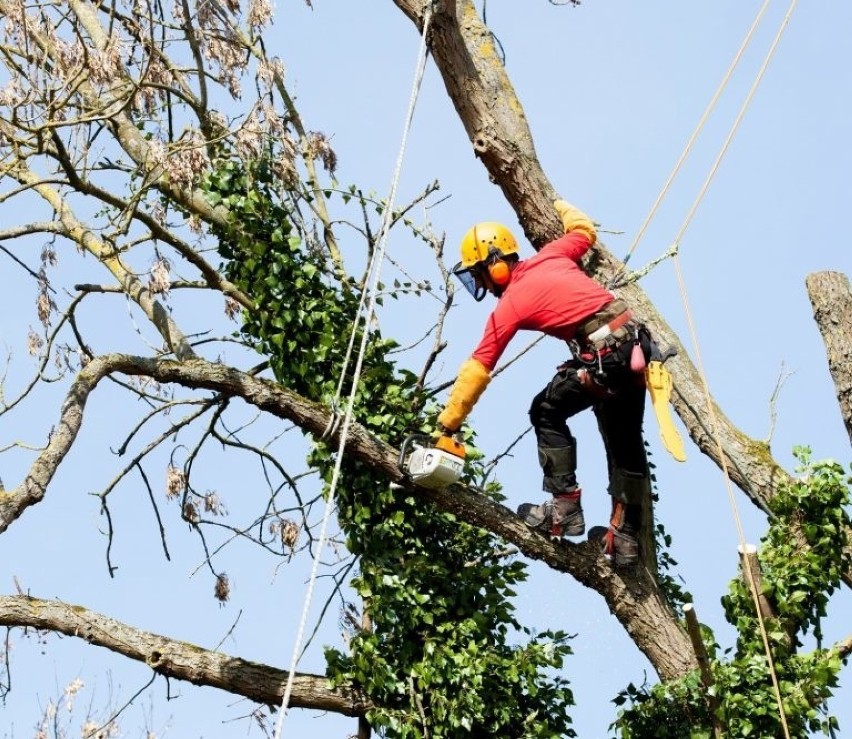 7. Arborysta - drzewiarz

Arborysta pracuje na wysokościach....