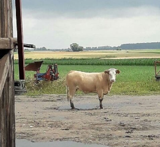 Zdjęcie krowy uciekinierki wykonane w Bułakowie obok gospodarstwa, w którym trzymane są byki. Krowa co trzy tygodnie intensywnie poszukuje partnera.