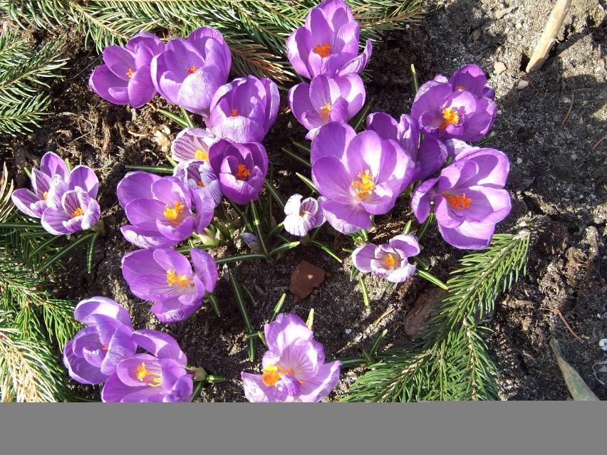 Wiosenne ogródki działkowe (zdjęcia)