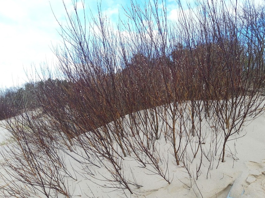 Wielkanocne klimaty pojawiły się na plaży w Kołobrzegu