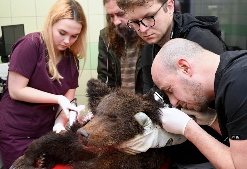 Niedźwiedź Ada trafił do Ośrodka Rehabilitacji Zwierząt...
