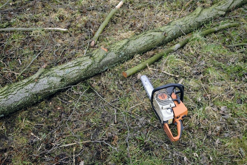 Przy Rowie Złotnickim w gminie Suchy Las wycięto 77 drzew....