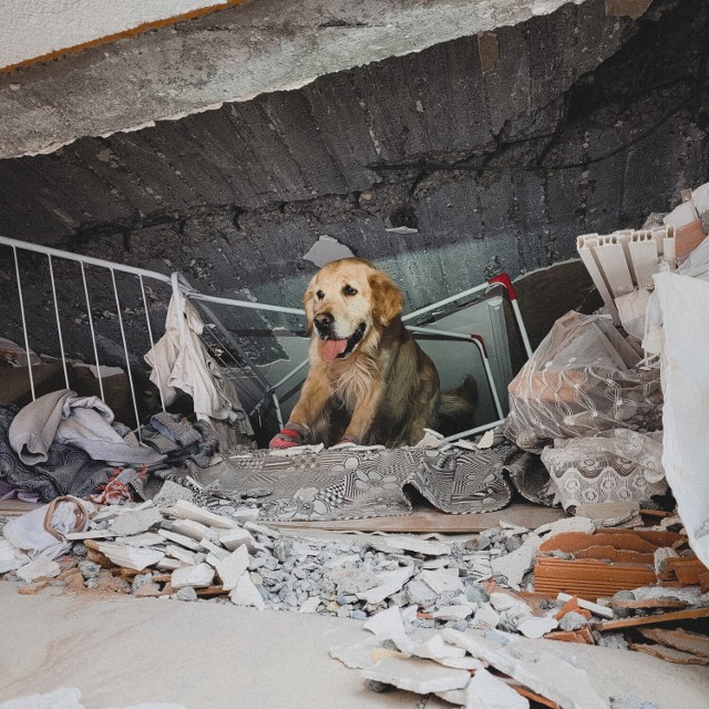 Pies Orion z Wałbrzycha wrócił z misji w Turcji, przechodzi leczenie i odpoczywa
