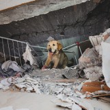 Orion wałbrzyski bohaterski pies, który ratował ludzi w Turcji, jest leczony we Wrocławiu. Przed nim "psia terapia" 