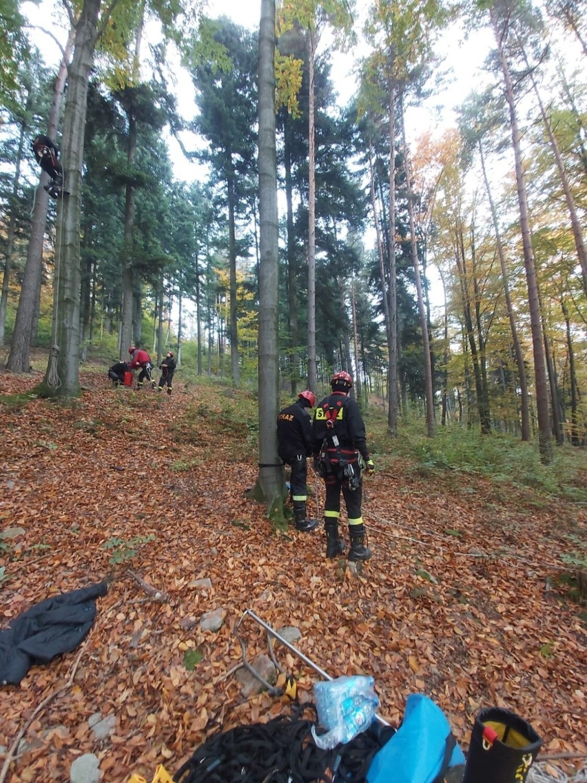 To było pierwsze takie szkolenie na Śląsku. Strażacy doskonalili umiejętność ewakuacji z drzew w Żywcu