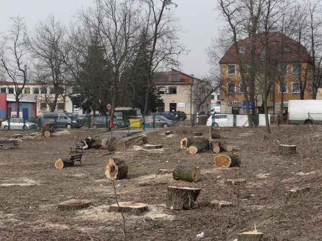 Na skwerze przy ul. Sierakowskiego w Radomsku będzie więcej zieleni?