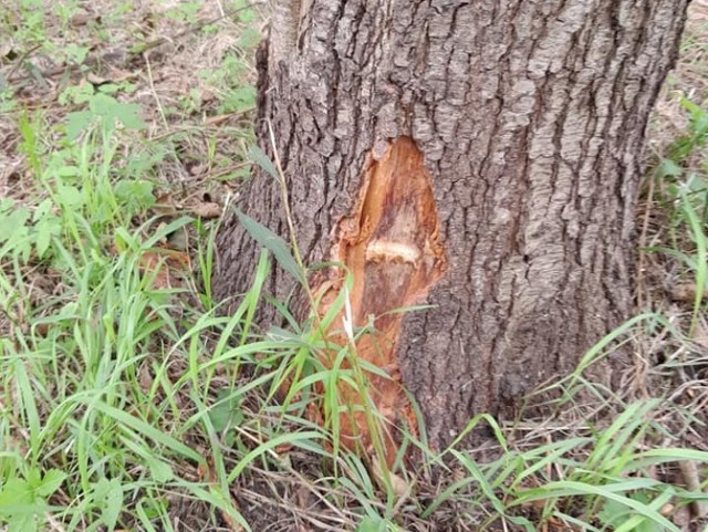 Ktoś próbował wyciąć drzewa w Rybniku