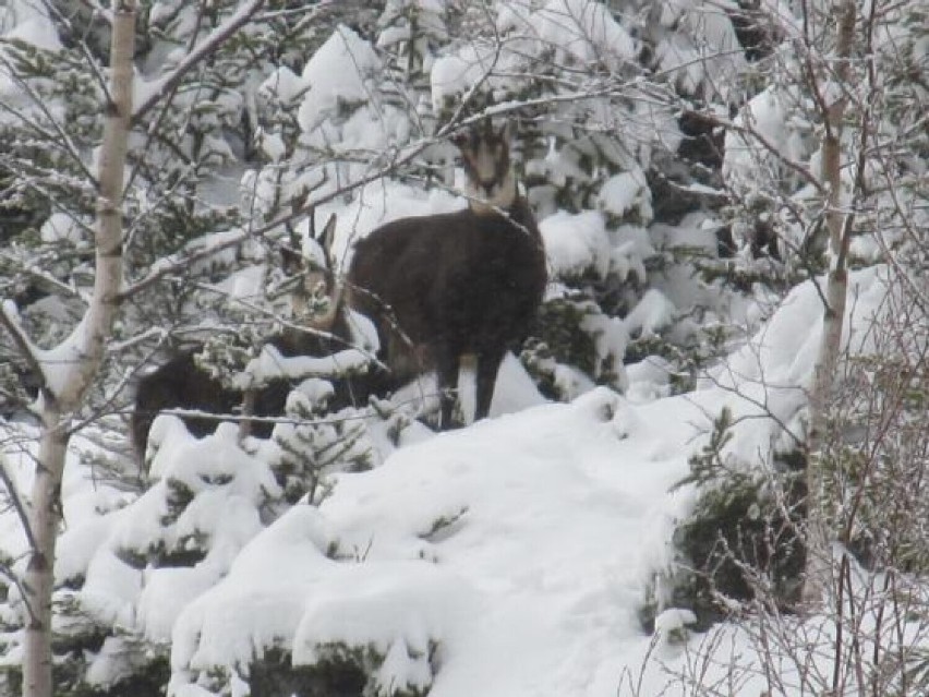 Zimą kozice w Sudetach trzymają się dolin położonych powyżej...