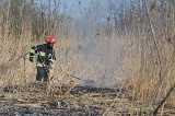 Pożar w Okuniowcu. Płonęło 30 hektarów traw