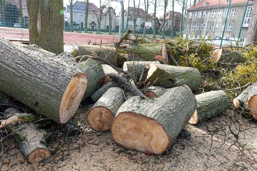 Kontrowersyjna wycinka drzew przy ul. Reymonta w Szczecinie