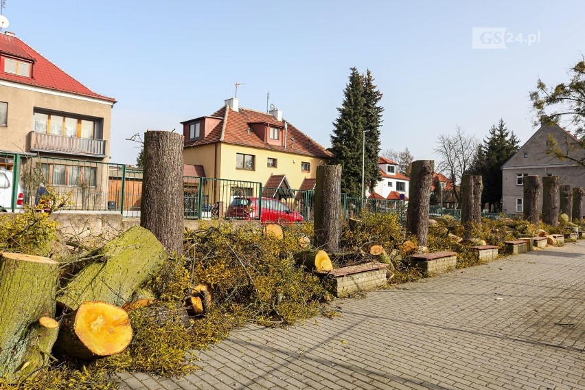 Kontrowersyjna wycinka drzew przy ul. Reymonta w Szczecinie