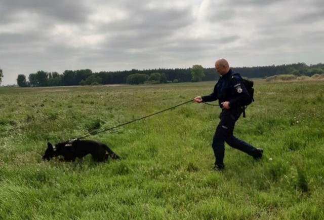 Starszemu aspirantowi Krzysztofowi Lamańskiemu z Inowrocławskiej Policji spełniły się marzenia z dzieciństwa. Jego służba w Policji to służba przewodnika psa. To duma i okazuje się podwójna odpowiedzialność.