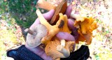 Wrześniowy wysyp grzybów w gminie Sławno. Koszą rydze, prawdziwki... Aż miło! Zdjęcia