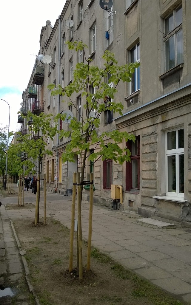 Szpaler drzew na Lipowej został uzupełniony o młode rośliny typu Greenspire