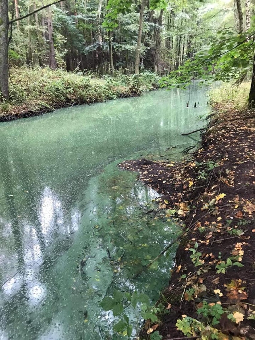 Zły stan wód w gminie Skoki. Stowarzyszenie skarży się na brak widocznych działań władz. Burmistrz zapewnia, że działają