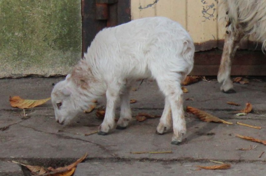 Najmniejsze owce świata urodziły się w Starym Zoo