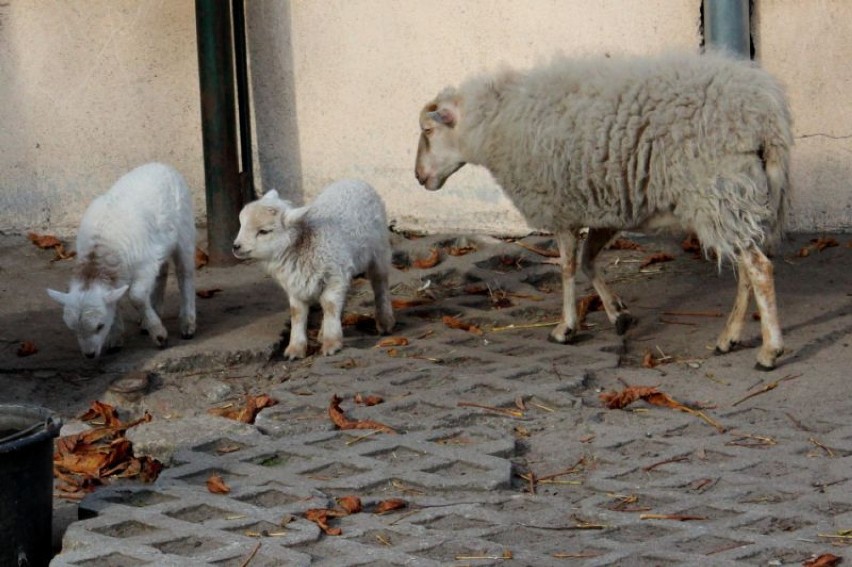 Najmniejsze owce świata urodziły się w Starym Zoo