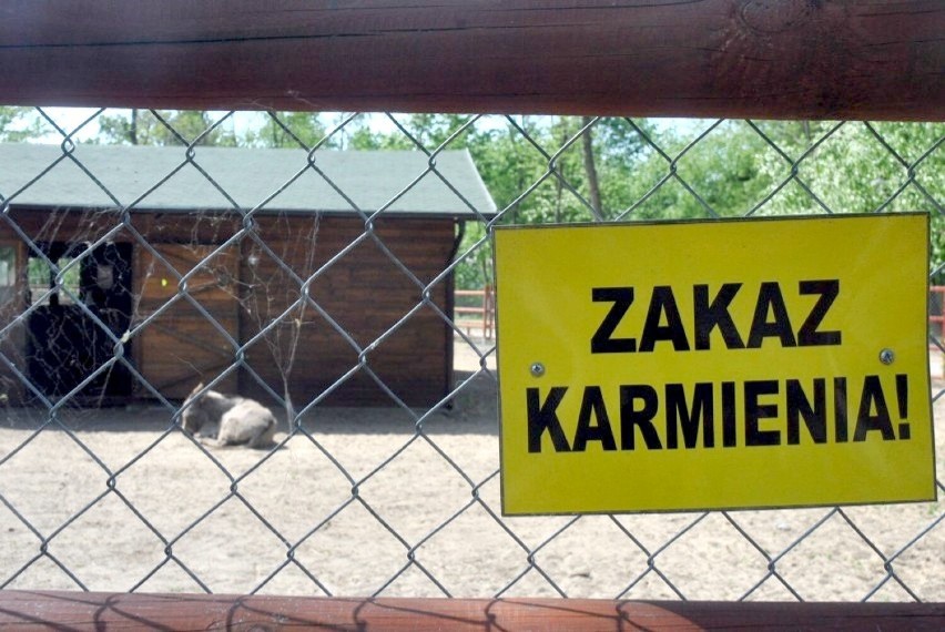 Leszno. Zakaz dokarmiania na wybiegach w mini zoo nie jest przestrzegany. Ofiarą łamania tych zaleceń jest konik polski [ZDJĘCIA] 