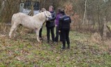 Przerośnięte kopyta, dramatyczne warunki bytowania. Kucyk odebrany właścicielowi