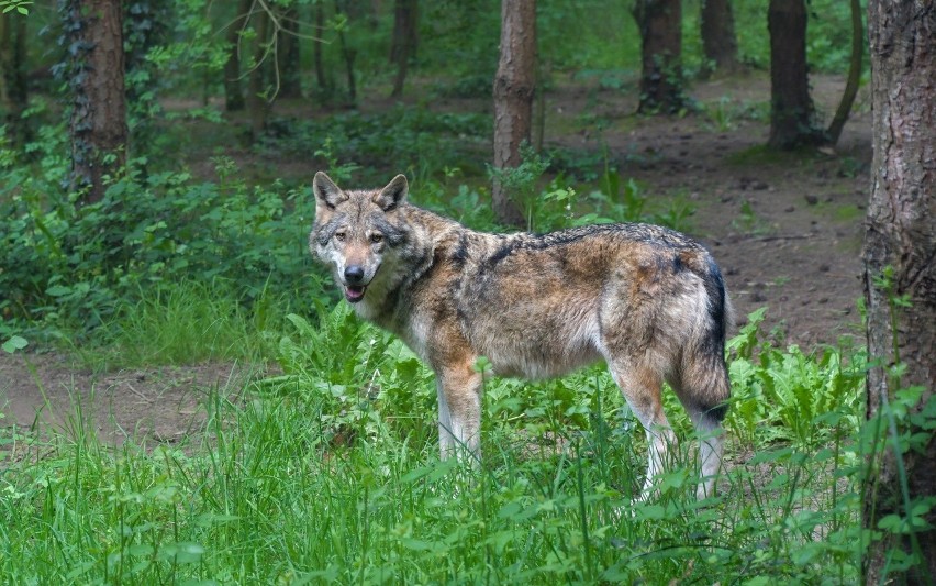 Ostatnio pisaliśmy o tym, że w Gubinie i okolicy wilki...